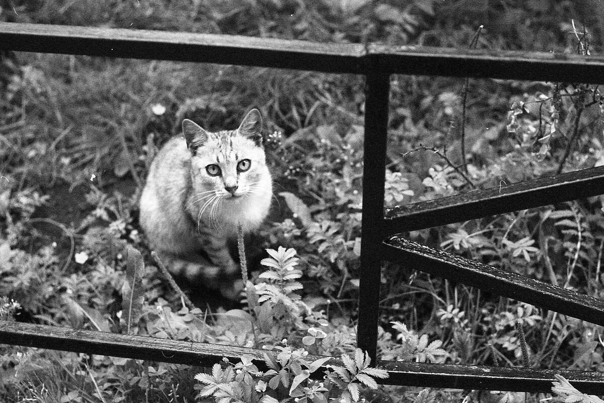 Котики и семиотики (или поверх знаков)